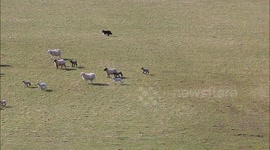 Lamb Falls Nearly Breaking It's Neck After Being Chased