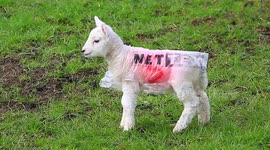 Fragile spring lambs need extra clothing