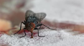Greedy fly gets its tongue stuck on a frozen steak