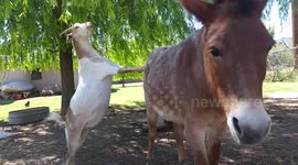 Goat uses donkey to reach snack