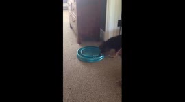 German Shepherd Puppy Thinks He's a Cat