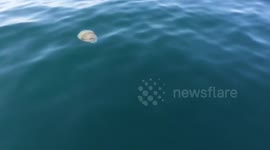 Giant jellyfish 'invasion' off the coast of Cornwall, UK