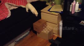 Ferret fails and falls with piggy.