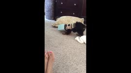 Tiny puppy gets stuck in a Kleenex box