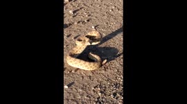 Rattlesnake by the side of the road!
