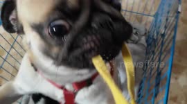 Angry Pug- Must Watch!!