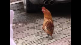 Cockerel walks around like human