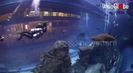 Diving Experience At Dubai Aquarium