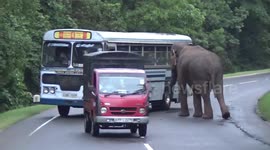 Traffic swerves to avoid wild elephant strolling on Sri Lankan road