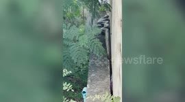 Giant python terrifies locals after emerging on house in Thailand