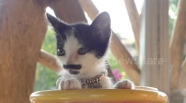 Pet cat has black marks on face resembling a moustache and goatee
