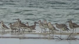 Birds from Siberia now seen in Thailand enjoying warmer winter climes