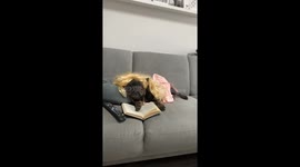 French Bulldog Aerobic