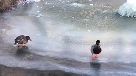 Ducks confused because if frozen lake in Sweden