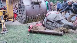 Forest officials rescue adult rhino that escaped from famed Kaziranga National park