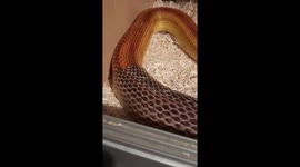 This snake shedding his skin is creepily satisfying