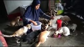 Rescuer in Indonesia provides sanctuary for 200 street cats every day