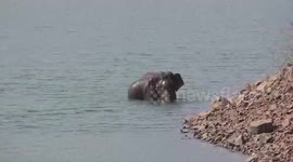 Elephant caught in fishing net rescued after 8-hour operation by forest officials in southern India
