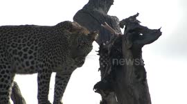 Leopard has lucky escape after hyenas distracted by noise let their prey flee