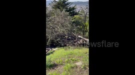 Destructive Santa Ana winds sweep through San Francisco