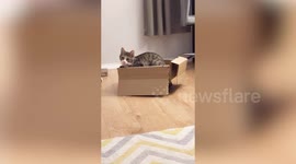 Adorable footage shows the moment a cute cat decided to go for a ride on his owners robotic vacuum cleaner.