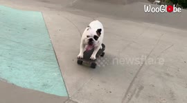 Meet the English bulldog that loves skateboarding in Los Angeles