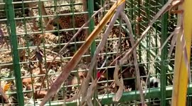 Leopard gets trapped in cage set by forest officials in southern India
