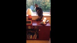 Sox waving bye in the morning to owner