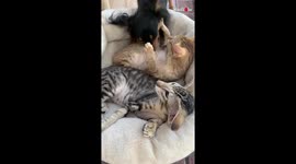 Cat  Dog Are Best Friends