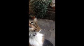 Window cleaning cat