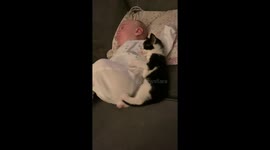 Tiny kitten snuggles into baby boy for some cuddles