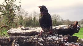 Starling performs its cheerful little song for the camera