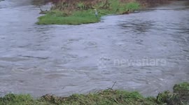 Large Heron goes hungry as Storm Christoph turns usually tranquil fishing spot into a raging torrent