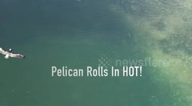 Pelican Slo Mo Dive