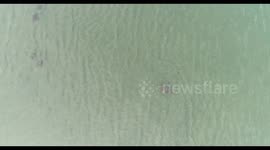 A Spotted Eagle Ray towing fishing line