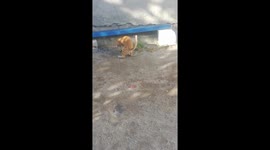 Kitty preparing his meal with soccer skills, I think Liverpool can get back to winning ways with a few lessons here.