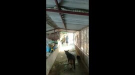 Large python was discovered while crawling on the roof of chicken coop to catch stalking chicken