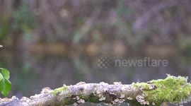 Underwater camera shows kingfisher diving from above to catch its next meal