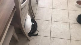 Watch as this cat glides around the house on his owner’s Roomba