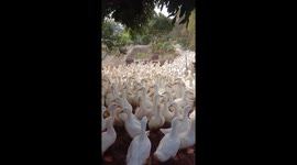 Hundreds of ducks herded to new farm by Vietnamese woman