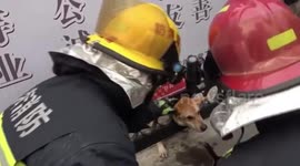 Chinese firefighters free dog's head from gate after it tried to greet another pooch