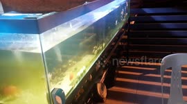Fish tank shakes as magnitude 7 earthquake hits the Philippines