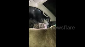 Hot dogs! Watch these adorable Staffies literally let off steam after a 'vigorous walk'