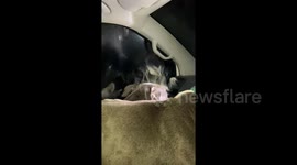 Hot dogs! Watch these adorable staffies literally let off steam after a 'vigorous walk'