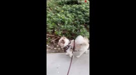 Pomsky Kicking The Legs In A Funny Way