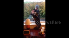 Cat 'waves' goodbye to owner on his way to work every morning
