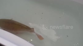 Stunned woman finds FISH flapping around in road outside her house - and spends hours nursing it back to health and teaching it how to swim