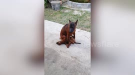 Big dog sits on baby pooch like a playground bully