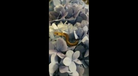Tiny snake surprises Maine family at pizza night