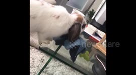 Rabbit Falls Off Table After Attempting To Steal Grapes
